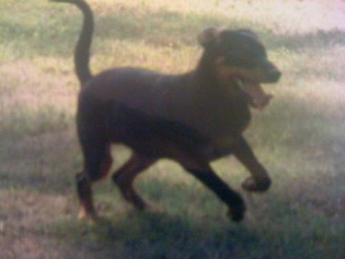 Abigail, an adoptable Doberman Pinscher, Labrador Retriever in Baton Rouge, LA, 70814 | Photo Image 3