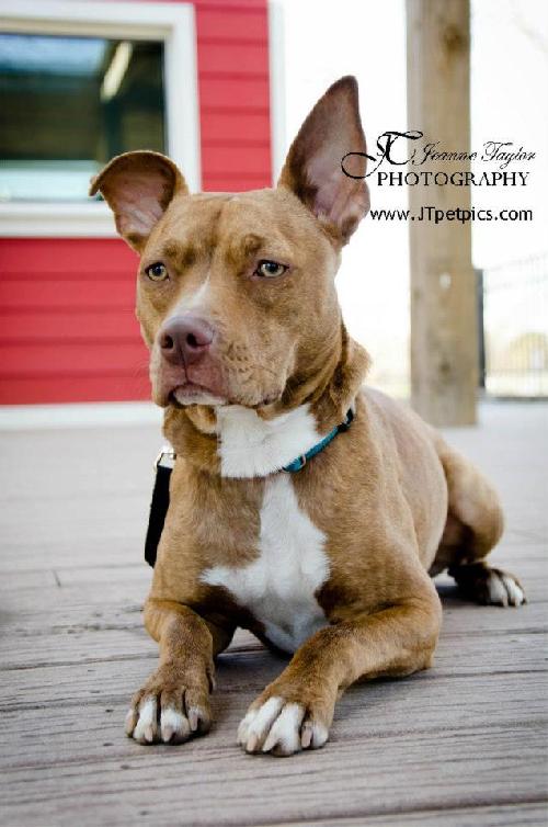 Zoey, an adopted Terrier & Pharaoh Hound Mix in Washington, DC_image-2