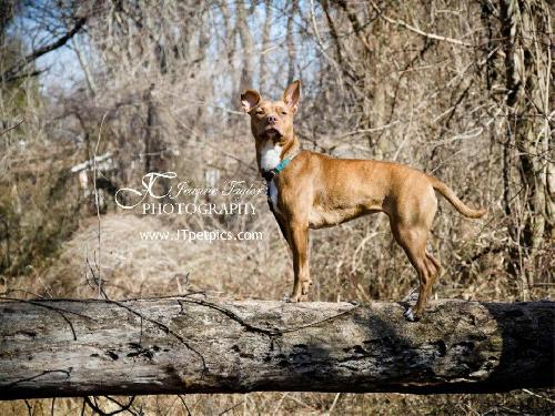 Zoey, an adopted Terrier & Pharaoh Hound Mix in Washington, DC_image-3