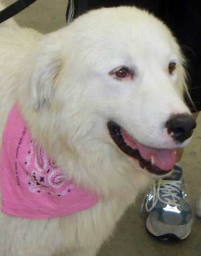 Lacey in OK - adopted