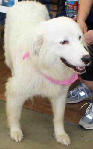 Lacey in OK - adopted 2