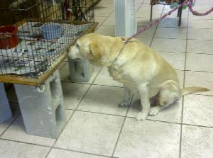 Mamie, an adoptable Yellow Labrador Retriever in Austin, TX, 78708 | Photo Image 1