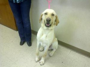 Cedrick, an adoptable Yellow Labrador Retriever in Austin, TX, 78708 | Photo Image 1