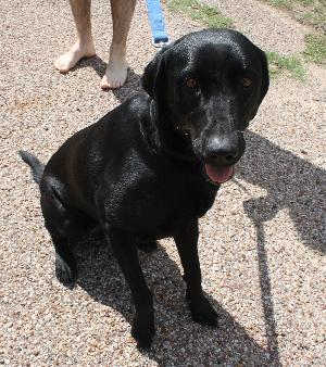 Rory, an adoptable Black Labrador Retriever in Austin, TX, 78708 | Photo Image 1