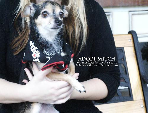 Mitch - ADOPTED! 3