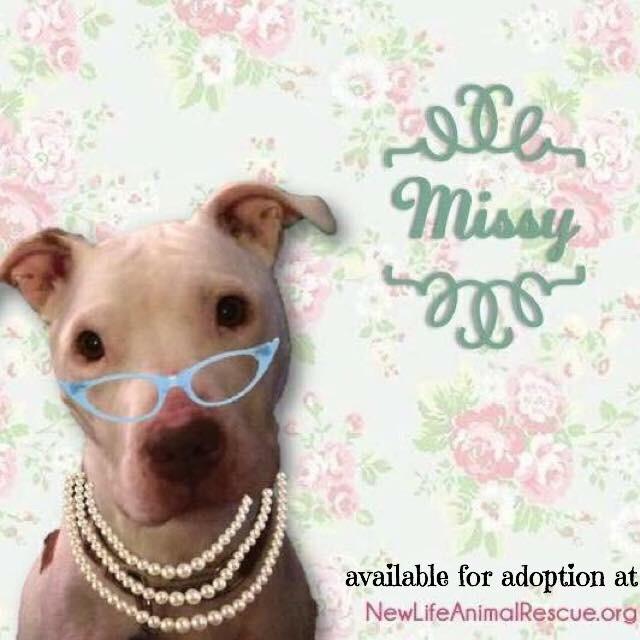 Missy - Gentle HERO Dog - Read her story! Sweet Girl Looking for Her Happily Ever After... LOVES kids & People of All Ages!! 2