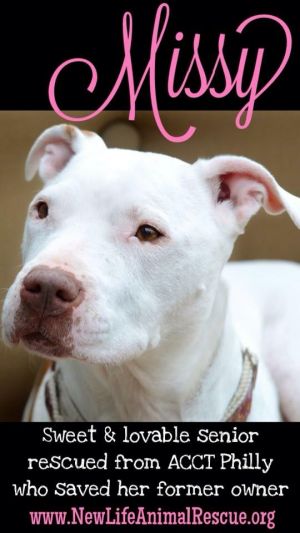 Missy - Gentle HERO Dog - Read her story! Sweet Girl Looking for Her Happily Ever After... LOVES kids & People of All Ages!!