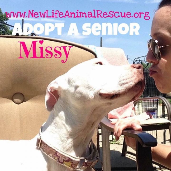 Missy - Gentle HERO Dog - Read her story! Sweet Girl Looking for Her Happily Ever After... LOVES kids & People of All Ages!! 3