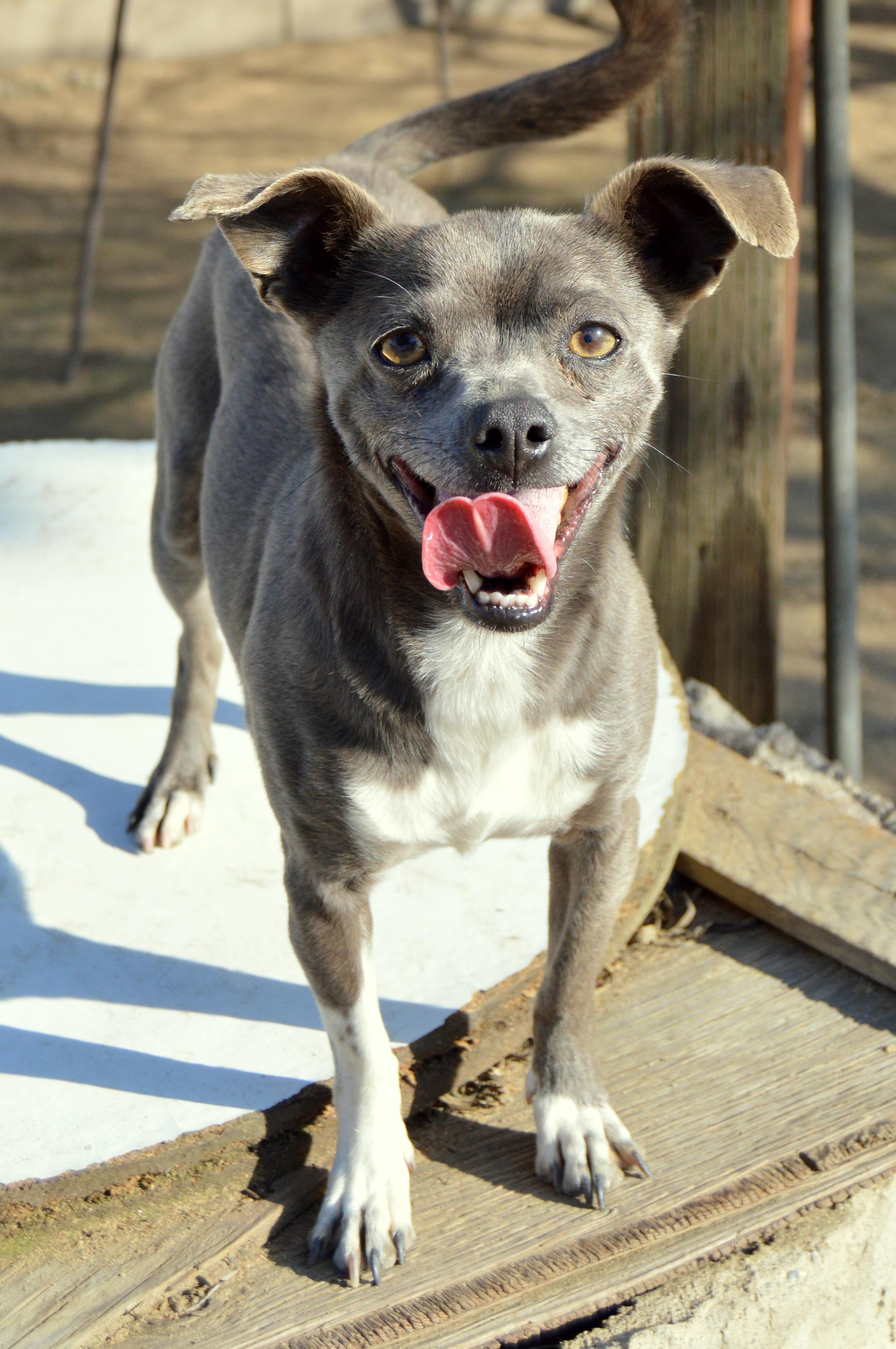 Dog for adoption - OLIVIA, a Chihuahua Mix in Fresno, CA ...