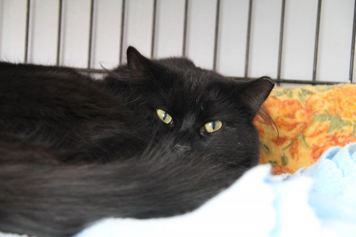 Malcolm, an adoptable Domestic Short Hair in Norton, MA_image-3