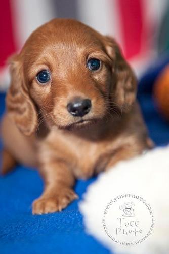 Penny, an adopted Dachshund in Whitehouse, OH_image-3