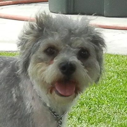 Cupcake , an adoptable Poodle, Cairn Terrier in Newport Beach, CA, 92660 | Photo Image 2