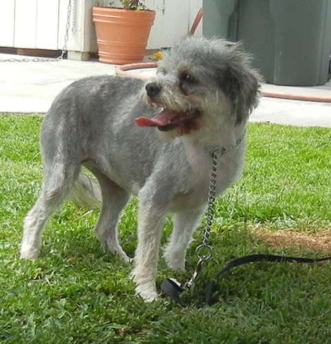 Cupcake , an adopted Poodle & Cairn Terrier Mix in Newport Beach, CA_image-1