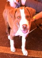 Petey, an adoptable Pit Bull Terrier, Labrador Retriever in Lubbock, TX, 79424 | Photo Image 1
