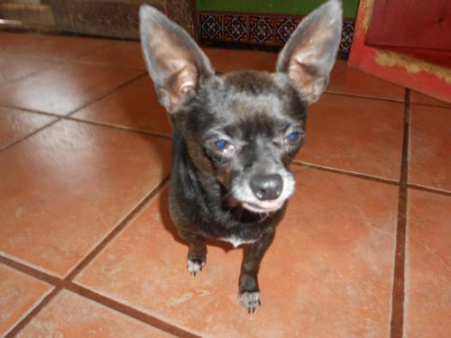 Tulip, an adoptable Chihuahua in San Diego, CA, 92153 | Photo Image 1