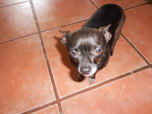 Tulip, an adoptable Chihuahua in San Diego, CA, 92153 | Photo Image 2