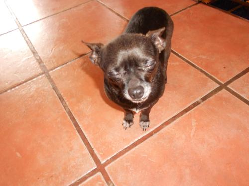 Tulip, an adoptable Chihuahua in San Diego, CA, 92153 | Photo Image 3