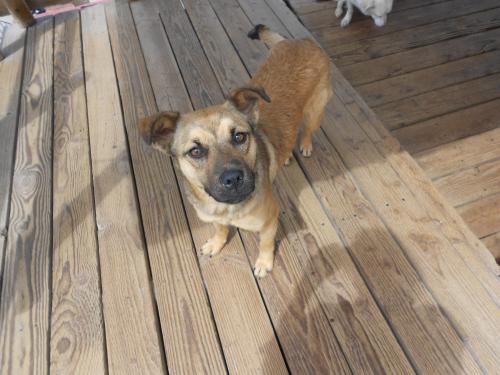 Delia, an adoptable German Shepherd Dog in San Diego, CA, 92153 | Photo Image 1