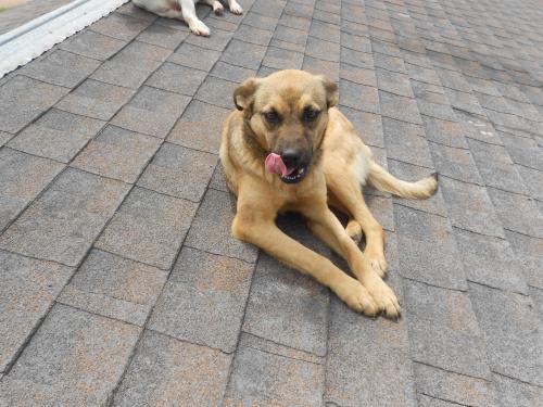 Delia, an adoptable German Shepherd Dog in San Diego, CA, 92153 | Photo Image 3