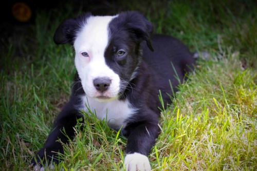 Porter, an adopted Border Collie & Pit Bull Terrier Mix in Sherwood, OR_image-2