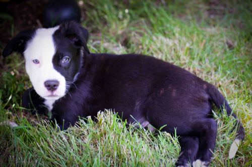 Porter, an adopted Border Collie & Pit Bull Terrier Mix in Sherwood, OR_image-3