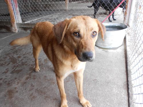 Howard, an adoptable Labrador Retriever in San Diego, CA, 92153 | Photo Image 1