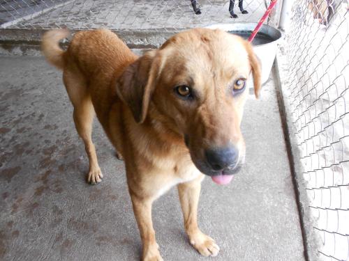 Howard, an adoptable Labrador Retriever in San Diego, CA, 92153 | Photo Image 2