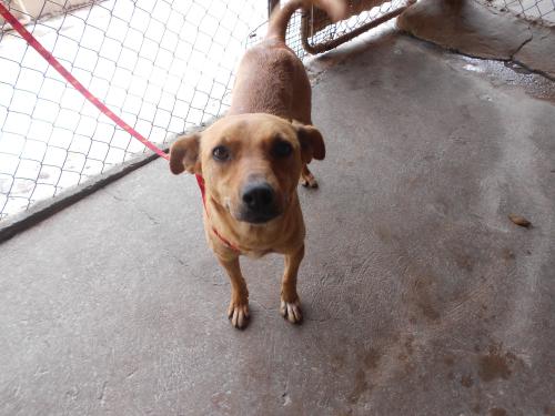 Carrie, an adoptable Labrador Retriever in San Diego, CA, 92153 | Photo Image 1