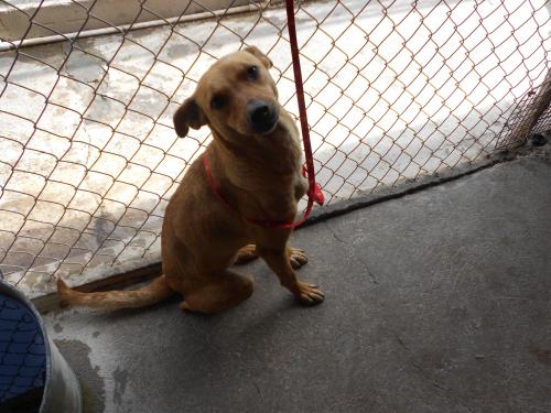 Carrie, an adoptable Labrador Retriever in San Diego, CA, 92153 | Photo Image 2