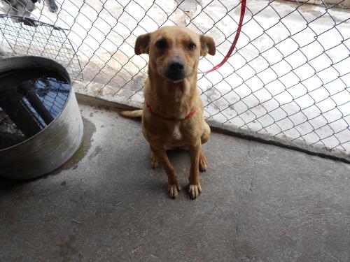 Carrie, an adoptable Labrador Retriever in San Diego, CA, 92153 | Photo Image 3