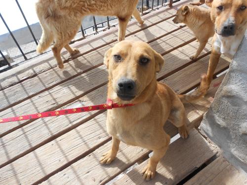 Patrick, an adoptable Yellow Labrador Retriever in San Diego, CA, 92153 | Photo Image 1