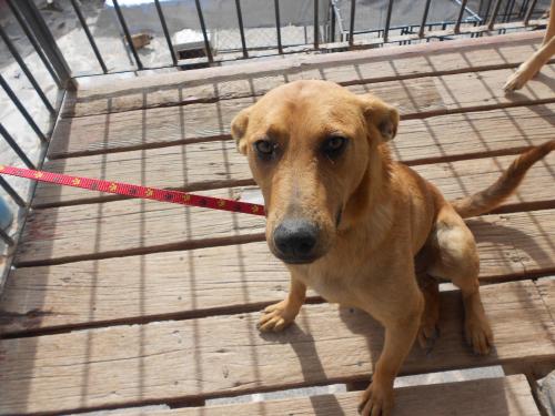 Patrick, an adoptable Yellow Labrador Retriever in San Diego, CA, 92153 | Photo Image 2