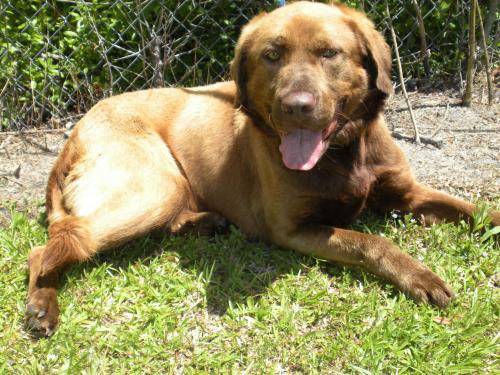 Roscoe, an adopted Chesapeake Bay Retriever & Chocolate Labrador Retriever Mix in Newport, NC_image-1