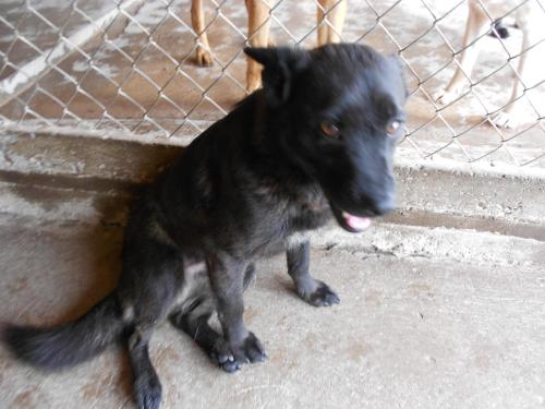 George, an adoptable Labrador Retriever in San Diego, CA, 92153 | Photo Image 1