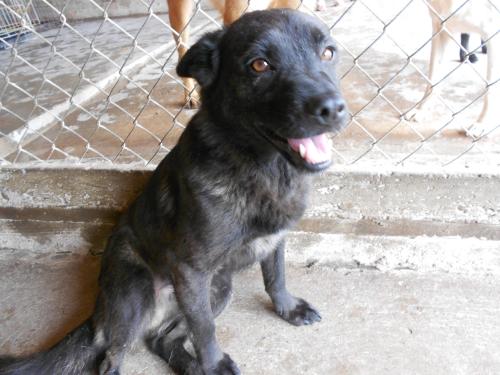 George, an adoptable Labrador Retriever in San Diego, CA, 92153 | Photo Image 2