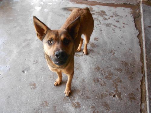 Davtd, an adoptable German Shepherd Dog in San Diego, CA, 92153 | Photo Image 1