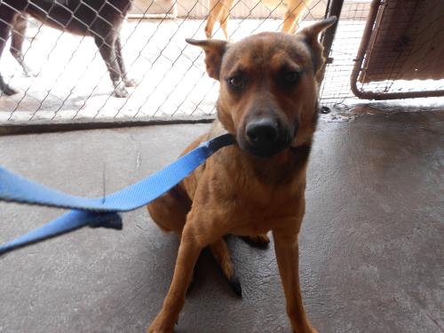 Davtd, an adoptable German Shepherd Dog in San Diego, CA, 92153 | Photo Image 2