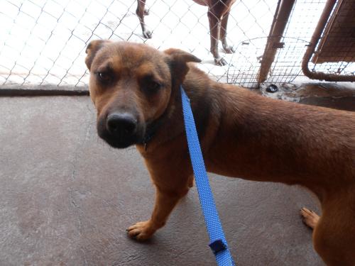 Davtd, an adoptable German Shepherd Dog in San Diego, CA, 92153 | Photo Image 3