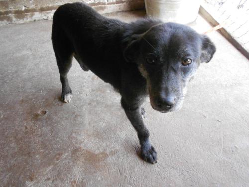 Jellie, an adoptable Labrador Retriever in San Diego, CA, 92153 | Photo Image 1