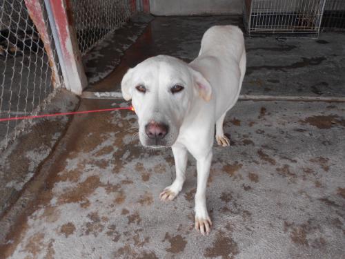 Sadie, an adoptable Labrador Retriever in San Diego, CA, 92153 | Photo Image 1