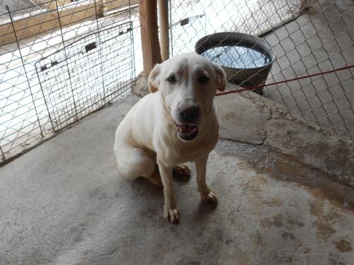 Sadie, an adoptable Labrador Retriever in San Diego, CA, 92153 | Photo Image 2
