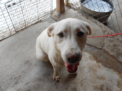 Sadie, an adoptable Labrador Retriever in San Diego, CA, 92153 | Photo Image 3