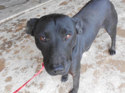 Heather, an adoptable Labrador Retriever in San Diego, CA, 92153 | Photo Image 1