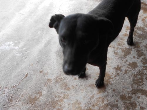 Heather, an adoptable Labrador Retriever in San Diego, CA, 92153 | Photo Image 2