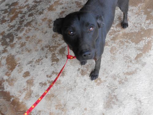 Heather, an adoptable Labrador Retriever in San Diego, CA, 92153 | Photo Image 3