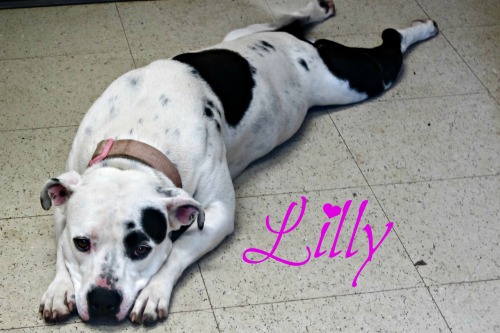 Lilly 2