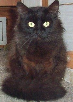 MELLOW-D, an adoptable Domestic Long Hair, Norwegian Forest Cat in Nepean, ON, K2J 0P9 | Photo Image 1