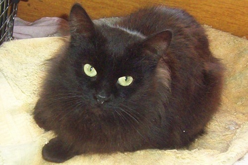 MELLOW-D, an adoptable Domestic Long Hair, Norwegian Forest Cat in Nepean, ON, K2J 0P9 | Photo Image 2