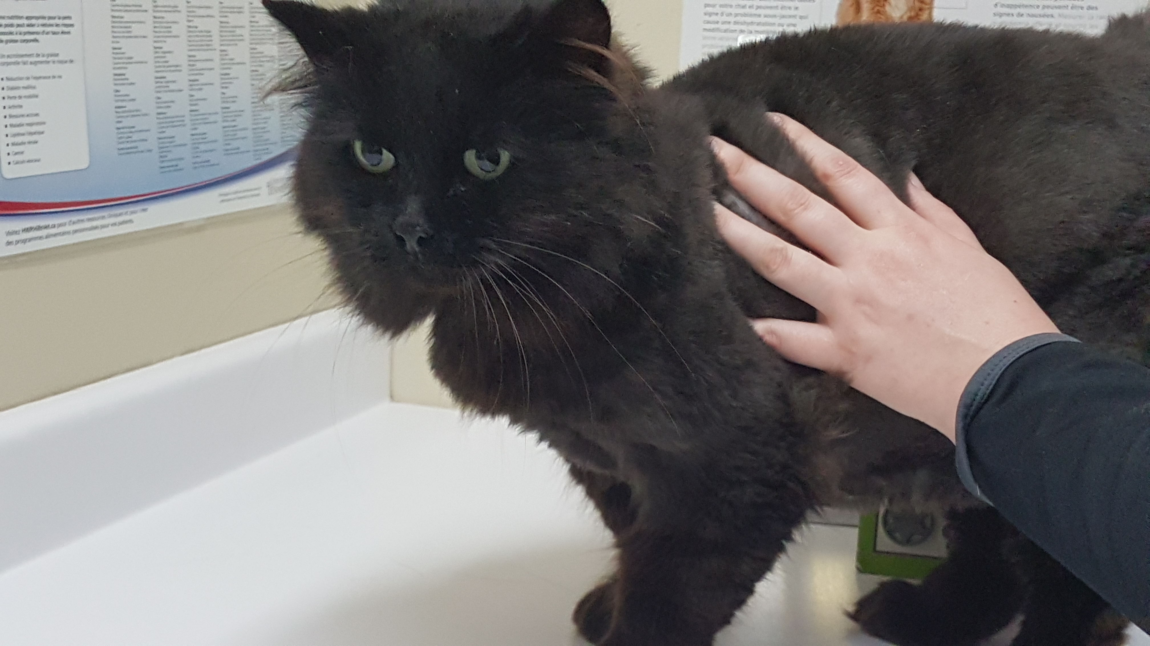 MELLOW-D, an adoptable Domestic Long Hair, Norwegian Forest Cat in Nepean, ON, K2J 0P9 | Photo Image 3