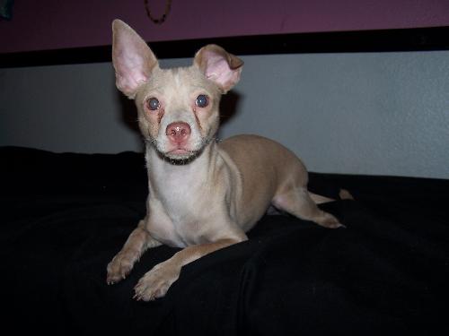 Billy, an adoptable Chihuahua, Dachshund in Colton, CA, 92324 | Photo Image 1